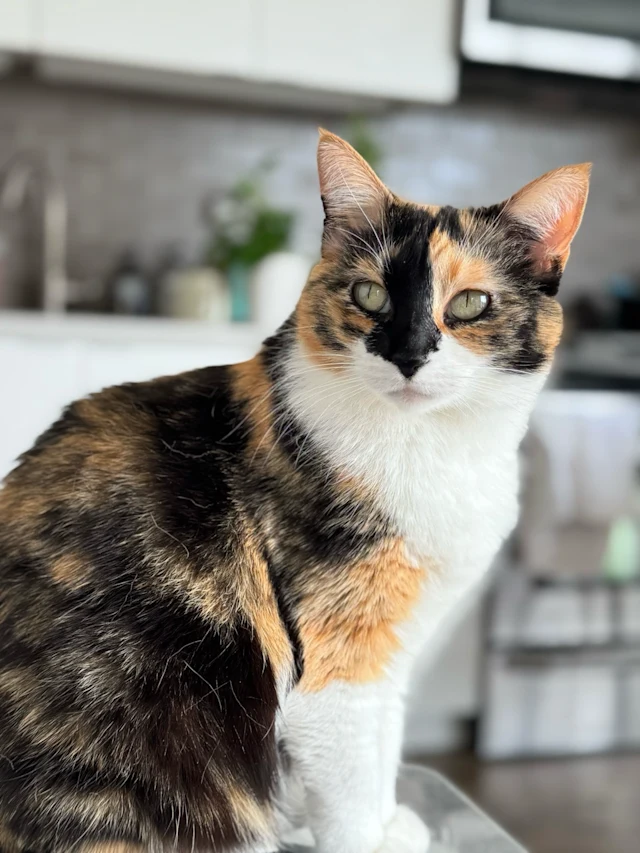cat 1