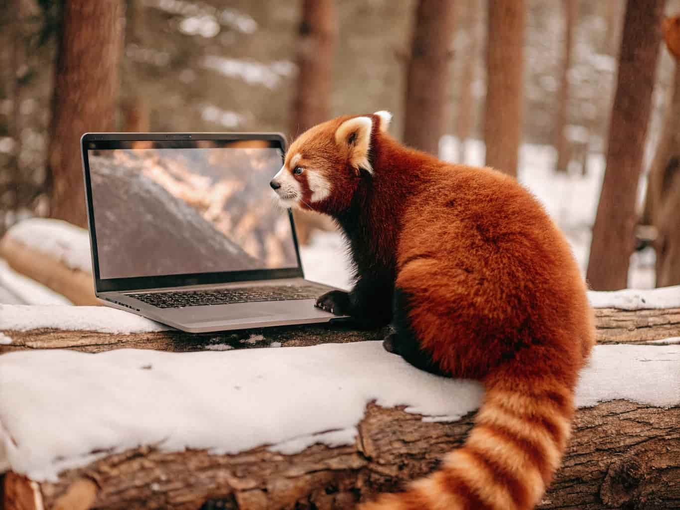 panda